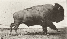 Plate 700 Buffalo galloping — figure reference